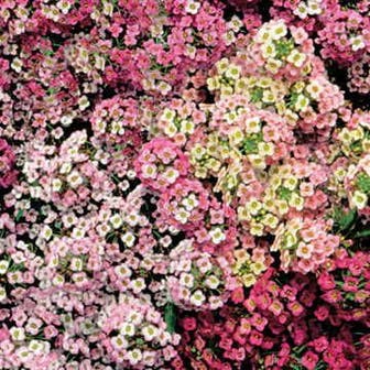 Pastel Carpet Sweet Alyssum Seeds