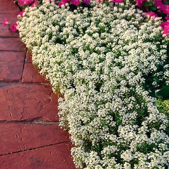 Snow Crystals Sweet Alyssum Seeds