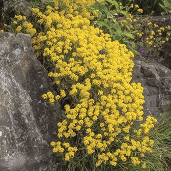 Basket of Gold Compacta Alyssum Seeds