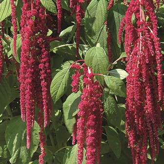 Love-Lies-Bleeding Red Amaranthus Seeds