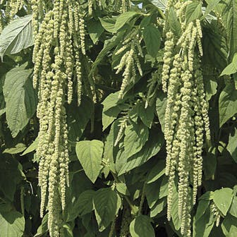 Love-Lies-Bleeding Green Amaranthus Seeds