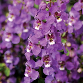 Serena&reg; Purple Angelonia Seeds