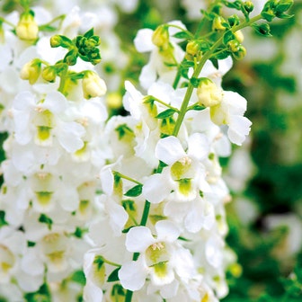 Serena&reg; White Angelonia Seeds