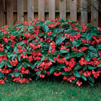 Dragon Wing&reg; Red Begonia Seeds