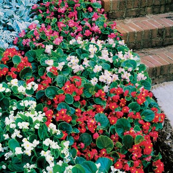 Pizzazz Mix Begonia Seeds