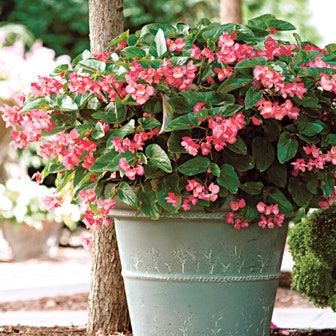 Dragon Wing&reg; Pink Begonia Seeds