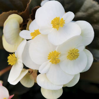 BabyWing&reg; White Begonia Seeds