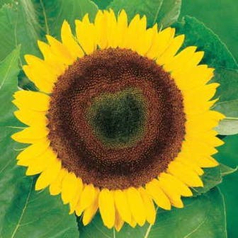 Giganteus Giant Sunflower Seeds