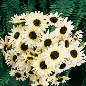 'Italian White' Sunflower Seeds