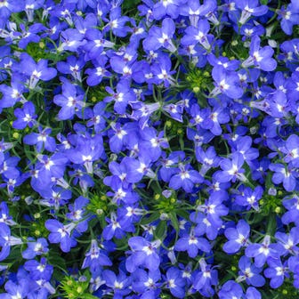 Fountain Blue Lobelia Seeds