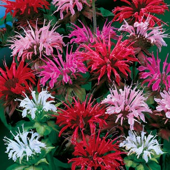 Panorama Mix Bee Balm Seeds