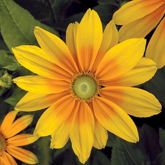 Prairie Sun Rudbeckia Seeds