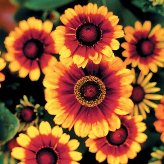 Toto&reg; Rustic Rudbeckia Seeds