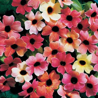 'Blushing Susie' Black-Eyed Susan Vine Seeds