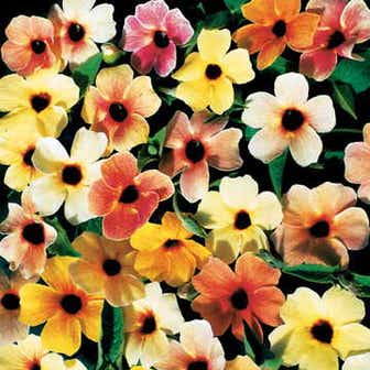 Sunrise Surprise Black-Eyed Susan Vine Thunbergia Seeds