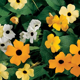 Susie&trade; Mix Black-Eyed Susan Vine Thunbergia Seeds