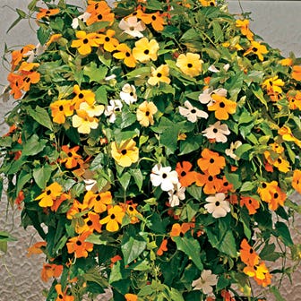 Susie&trade; Mix Black-Eyed Susan Vine Thunbergia Seeds