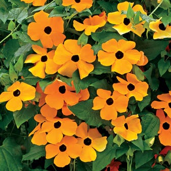 Susie&trade; Orange Black-Eyed Susan Vine Thunbergia Seeds