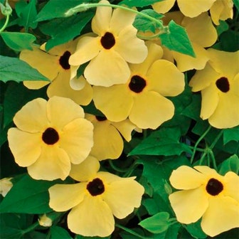 Susie&trade; Yellow Black-Eyed Susan Vine Thunbergia Seeds