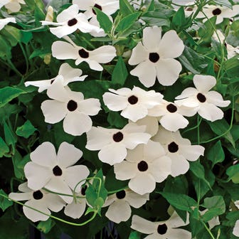 Susie&trade; White Black-Eyed Susan Vine Thunbergia Seeds