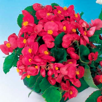 Pizzazz Deep Rose Begonia Seeds