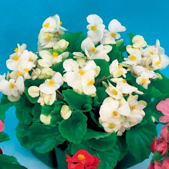 Pizzazz White Begonia Seeds