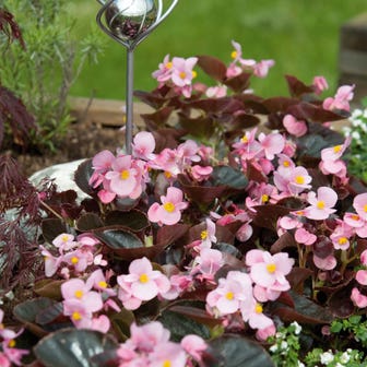 Cocktail&trade; Brandy&trade; Begonia Seeds