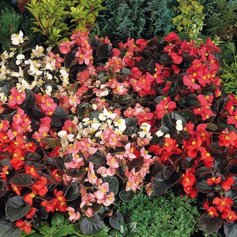 Cocktail&trade; Mix Begonia Seeds