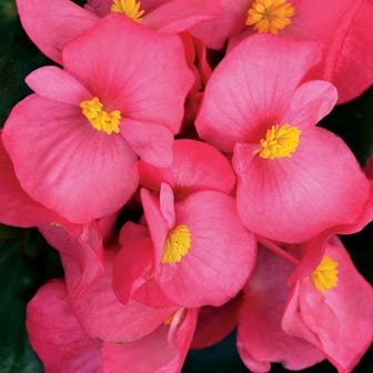 Cocktail&trade; Tequila Begonia Seeds