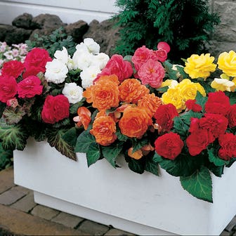 Nonstop&reg; Mix Begonia Seeds