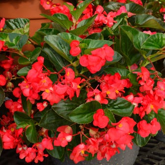 BIG&trade; Red with Green Leaf Begonia Seeds