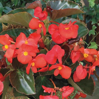 BIG&trade; Red with Bronze Leaf Begonia Seeds