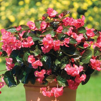 BIG&trade; Rose with Bronze Leaf Begonia Seeds