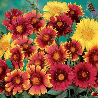 Painter's Palette Blanket Flower Seeds