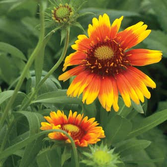 Arizona Sun Blanket Flower Seeds