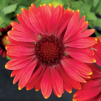 Arizona Red Shades Blanket Flower Seeds