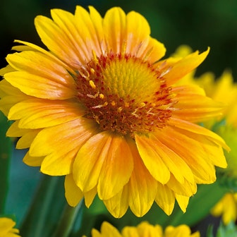 Arizona Apricot Blanket Flower Seeds