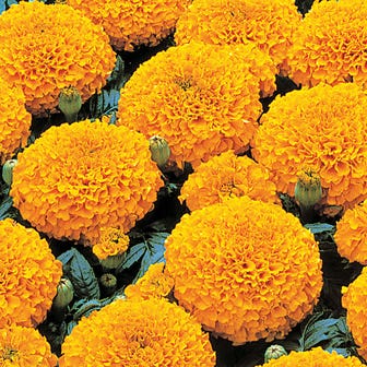 Park's Whopper Orange Marigold Seeds