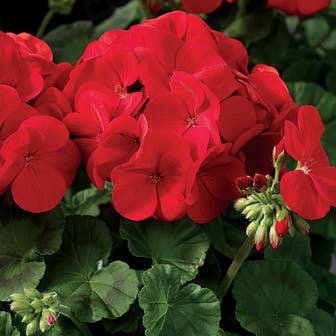 Maverick&trade; Scarlet Geranium Seeds