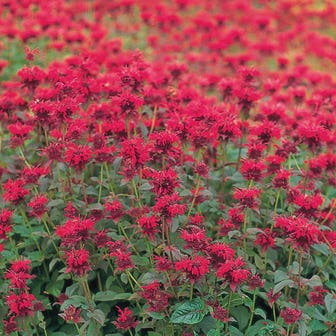 Panorama Red Shades Monarda Seeds