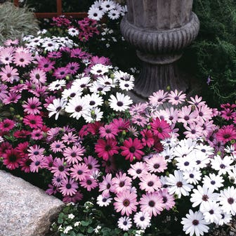 Passion&trade; Mix Osteospermum Seeds