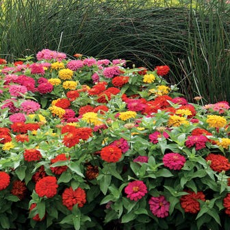 Magellan&trade; Mix Zinnia Seeds