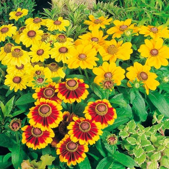 Toto&reg; Mix Rudbeckia Seeds