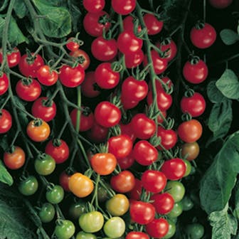 Supersweet 100 Hybrid Cherry Tomato Seeds