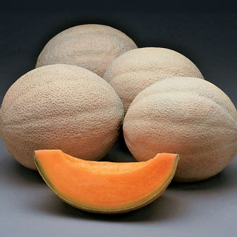 Athena Hybrid Melon Cantaloupe Seeds