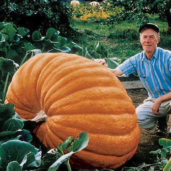 Dill's Atlantic Giant Pumpkin Seeds