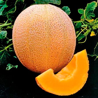 Hale's Best Organic Melon Cantaloupe Seeds