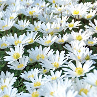 Anemone 'White Splendor' Bulbs