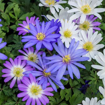 Anemone Blanda Mix Bulbs