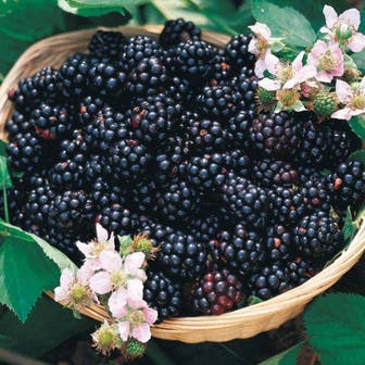 Rubus 'Triple Crown' Blackberry 